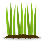 grow